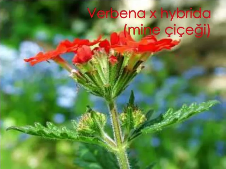 verbena x hybrida mine i e i