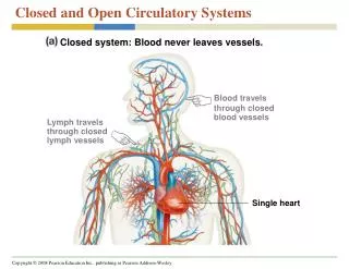 Closed and Open Circulatory Systems