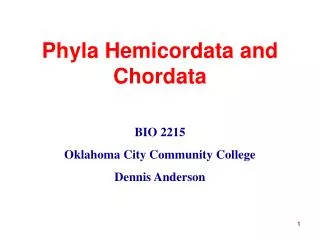 Phyla Hemicordata and Chordata