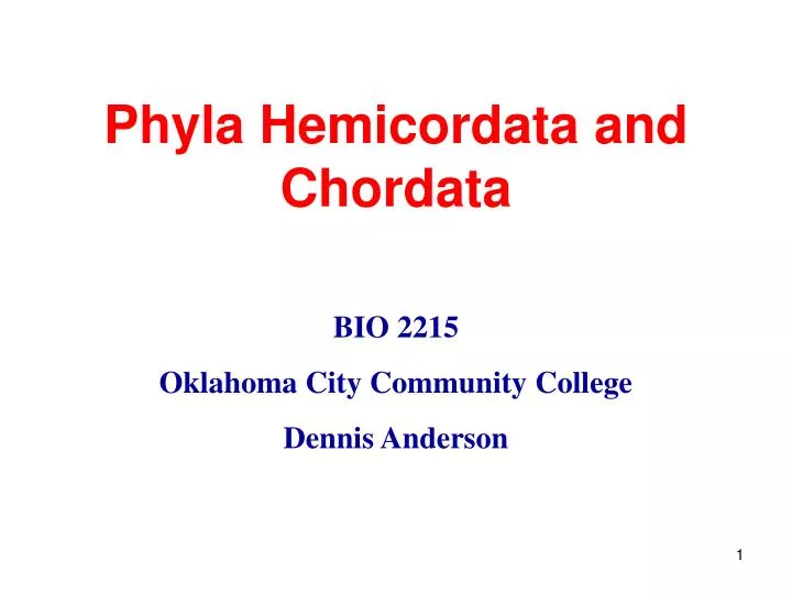 phyla hemicordata and chordata