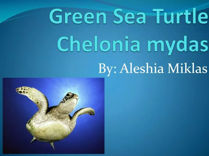 green sea turtle chelonia mydas