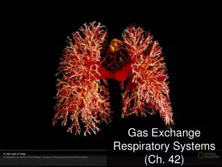 Gas Exchange Respiratory Systems (Ch. 42)