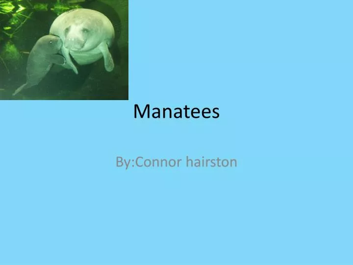manatees