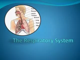 the respiratory system