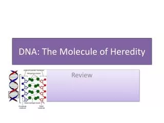 DNA: The Molecule of Heredity