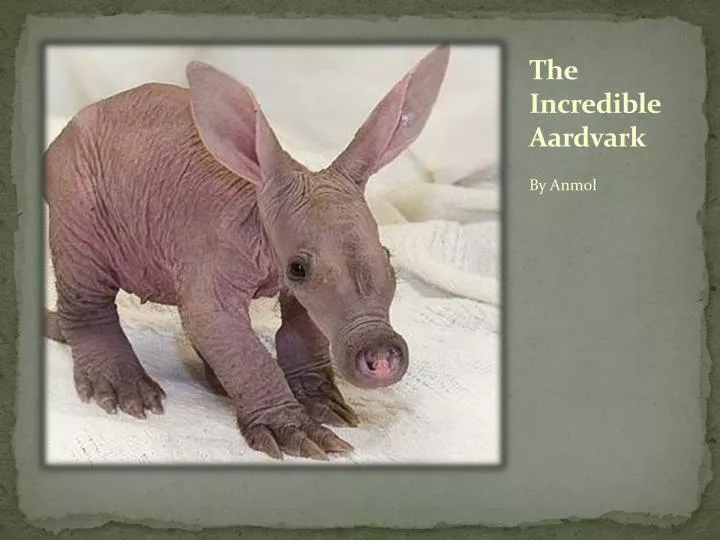 the incredible aardvark