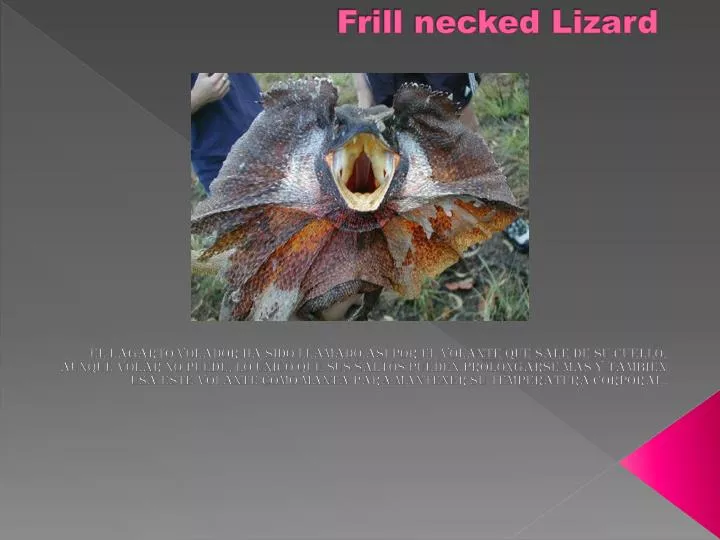 frill necked lizard