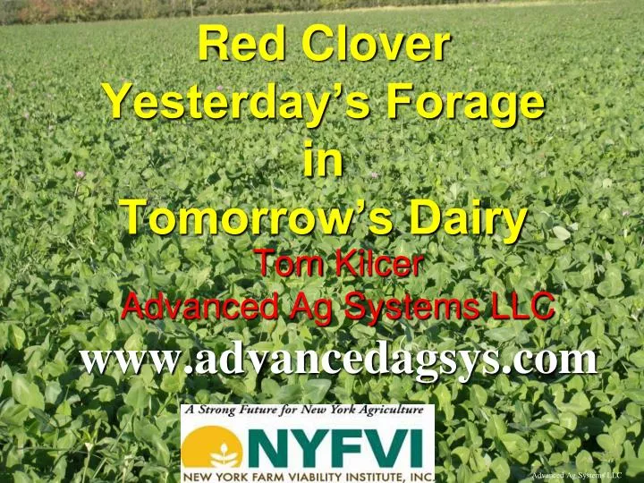 red clover yesterday s forage in tomorrow s dairy