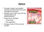 Xylem - slide 1
