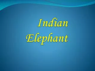 Indian Elephant