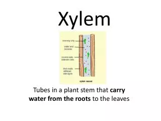 xylem