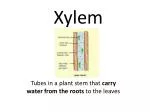 Xylem - slide 1