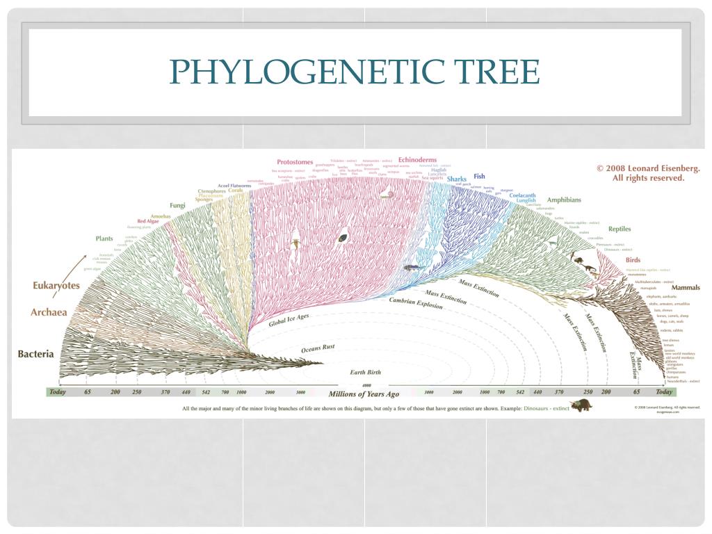 PPT - Phylogenetic Tree PowerPoint Presentation, free download - ID:2419132