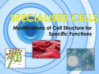 specialised cells