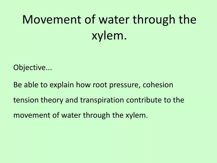 movement of water through the xylem