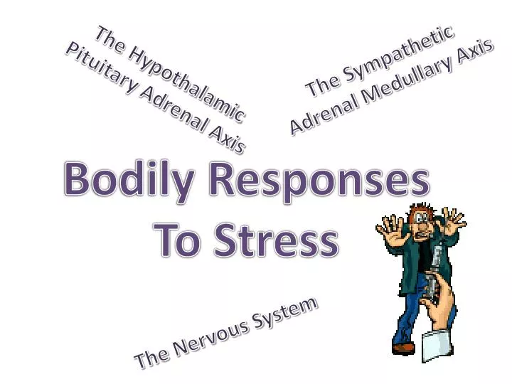 bodily responses to stress