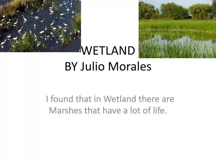 wetland by julio morales