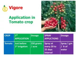 Vigore Application in Tomato crop