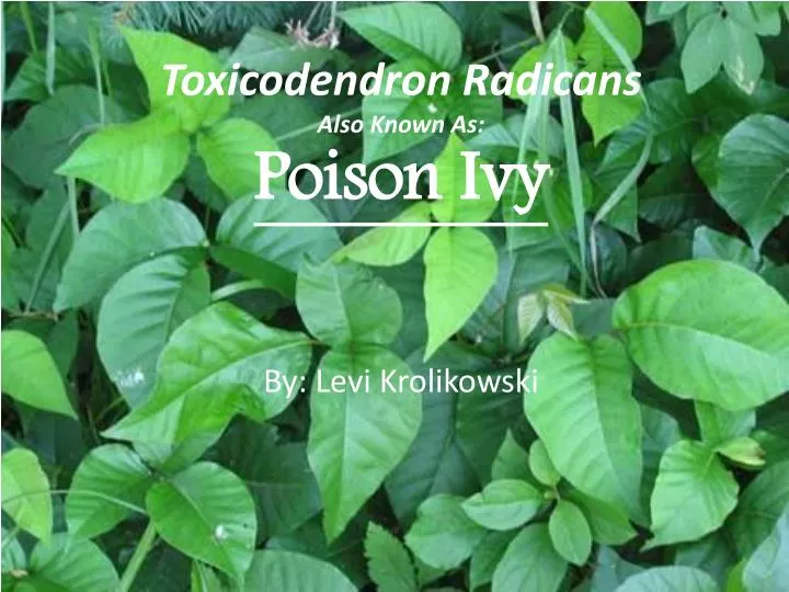 toxicodendron radicans also known as poison ivy