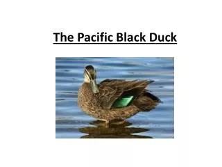The Pacific Black Duck