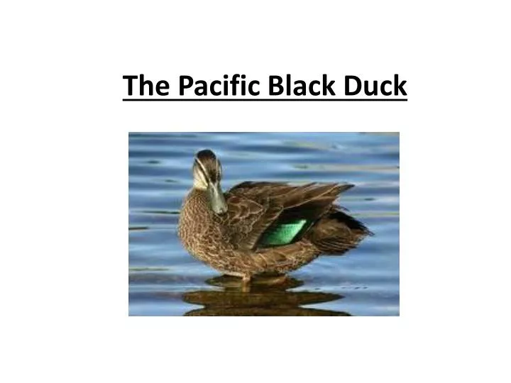 the pacific black duck