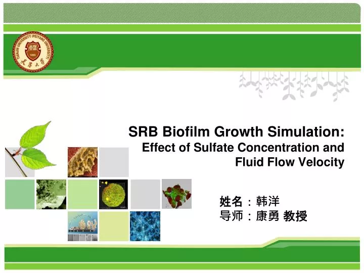 srb biofilm growth simulation effect of sulfate concentration and fluid flow velocity