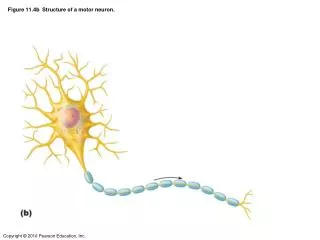 Figure 11.4b Structure of a motor neuron.