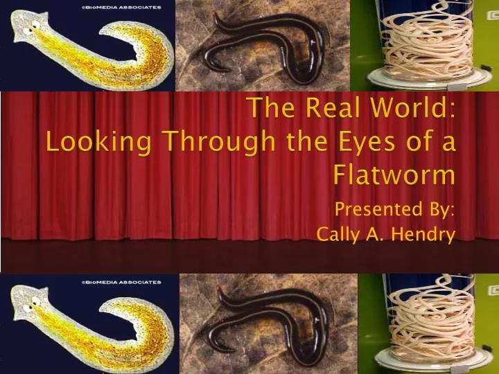the real world looking through the eyes of a flatworm