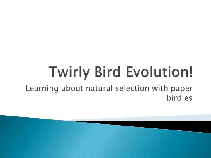 twirly bird evolution
