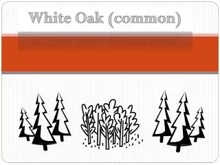White Oak (common)