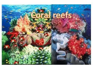 Coral reefs