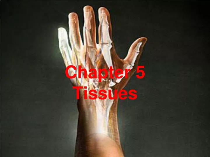 chapter 5 tissues