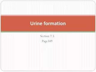 Urine formation