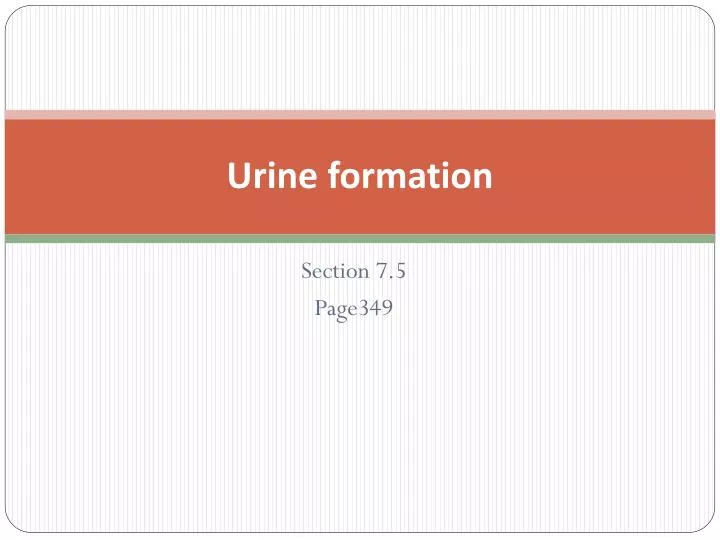 urine formation