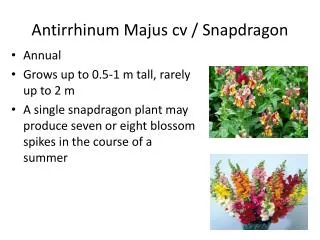 Antirrhinum M ajus cv / Snapdragon