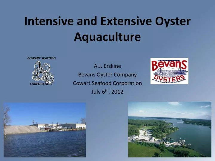 intensive and extensive oyster aquaculture