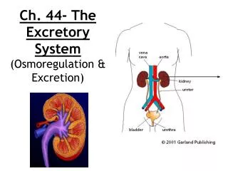Ch. 44- The Excretory System (Osmoregulation &amp; Excretion)