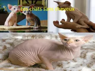 les chats sans cheveux