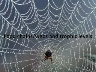 Food chains/webs and trophic levels