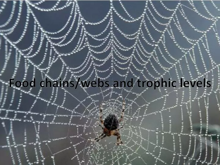 food chains webs and trophic levels