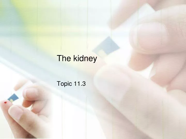 the kidney