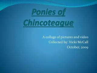 Ponies of Chincoteague