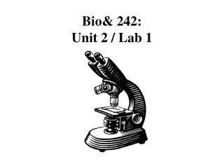 Bio&amp; 242: Unit 2 / Lab 1