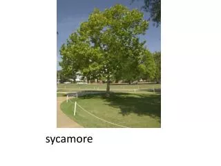 sycamore
