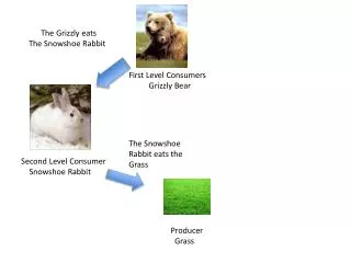 First Level Consumers Grizzly Bear