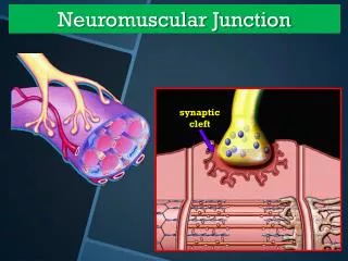 Neuromuscular Junction