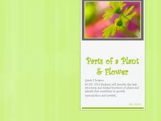 Parts of a Plant &amp; Flower