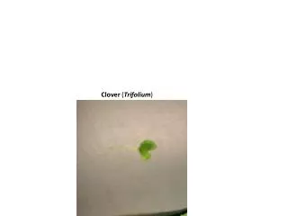 Clover ( Trifolium )