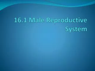 16.1 Male Reproductive System