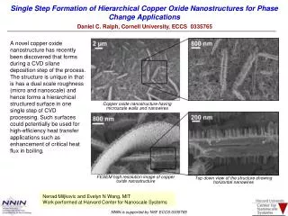 Single Step Formation of Hierarchical Copper Oxide Nanostructures for Phase Change Applications